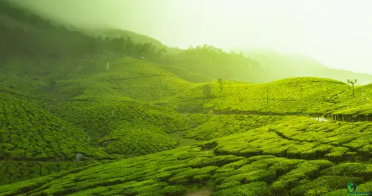 Best Season To Visit Kerala Munnar